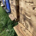 Mes ruches gérées avec une apiculture énergétique respectueuse de la nature.