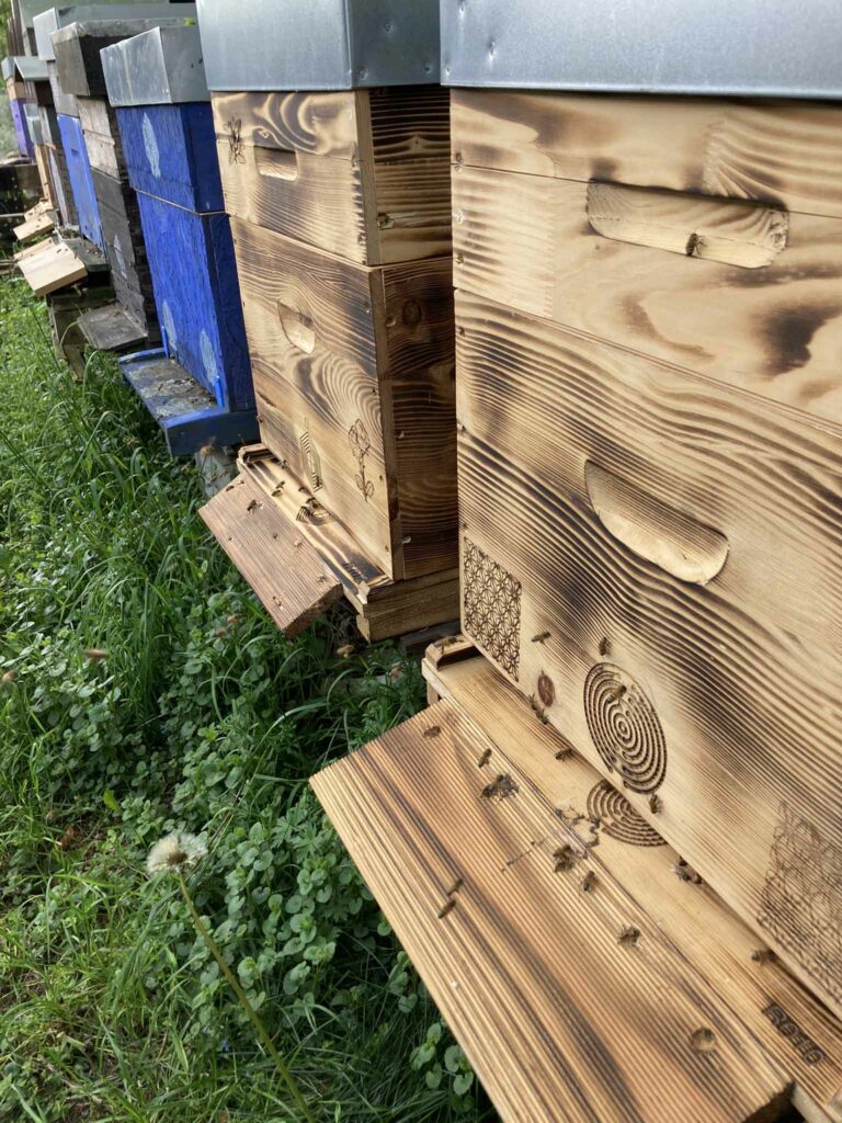 Mes ruches gérées avec une apiculture énergétique respectueuse de la nature.