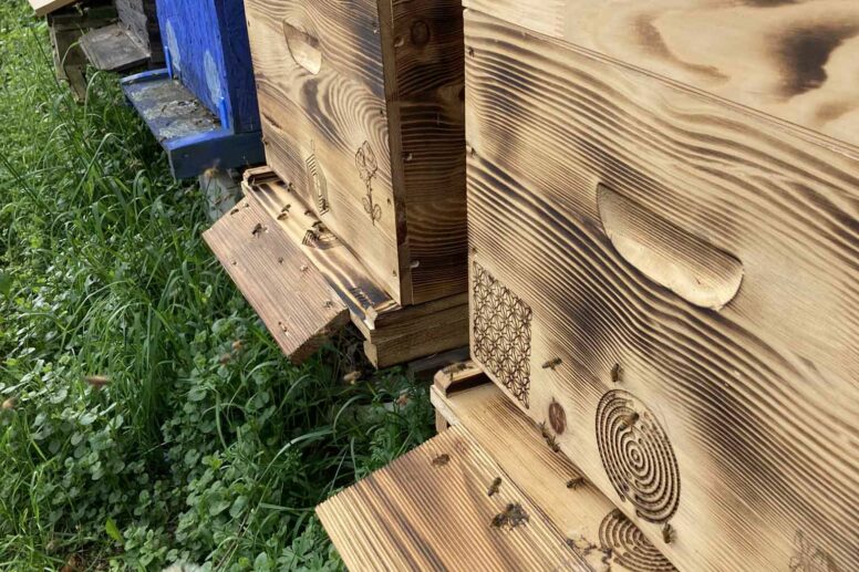 Mes ruches gérées avec une apiculture énergétique respectueuse de la nature.